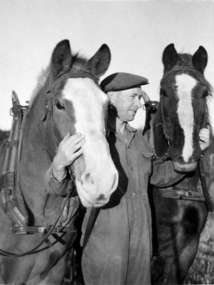[My father Hugo 
Andersson, with our two horses Prins and Bläsen in 1954.]